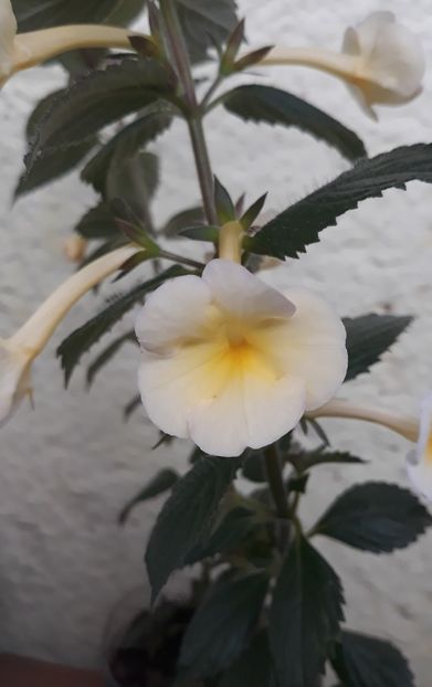 2021 - 0001 2022 - Himalayan Sunrise xA