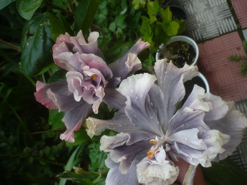 19.06.2021 - HIBISCUSI 2021-1