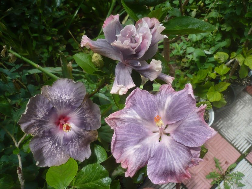 P1480648 - HIBISCUSI 2021-1