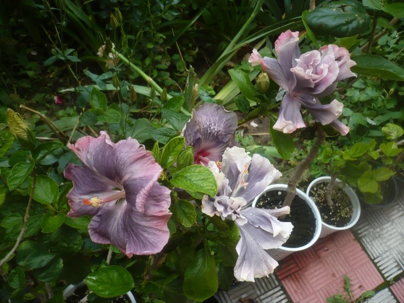 P1480649 - HIBISCUSI 2021-1