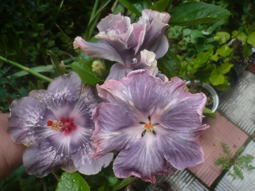 P1480650 - HIBISCUSI 2021-1