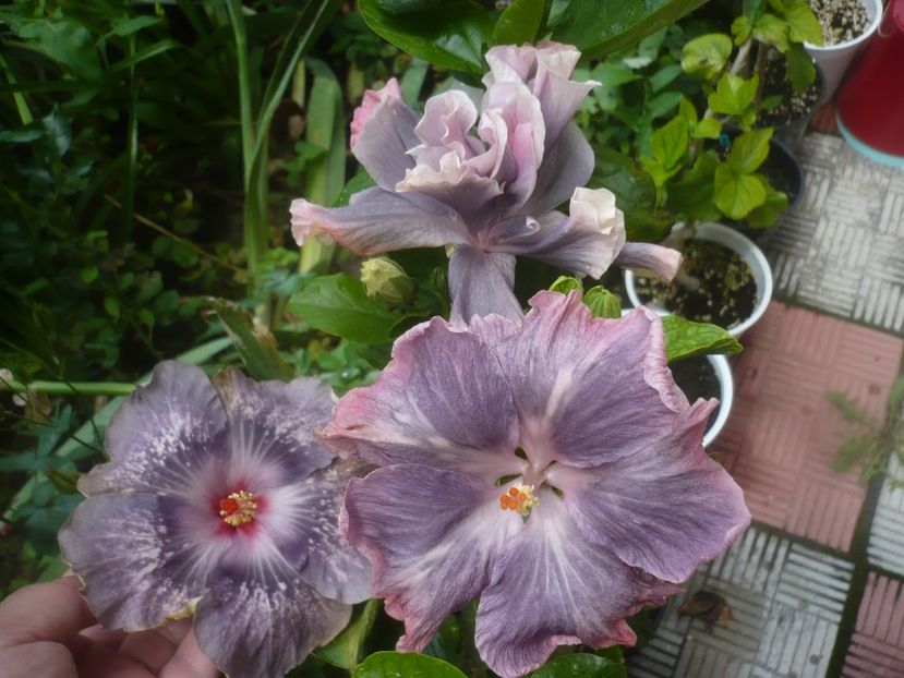 P1480651 - HIBISCUSI 2021-1