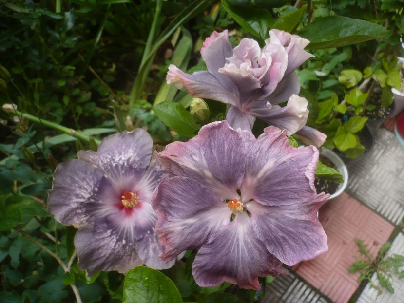 P1480652 - HIBISCUSI 2021-1