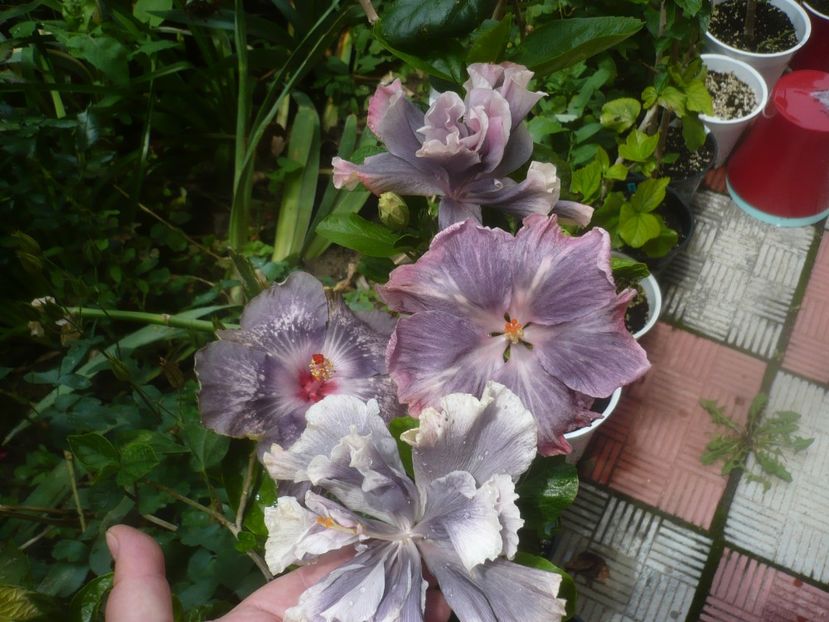 P1480653 - HIBISCUSI 2021-1