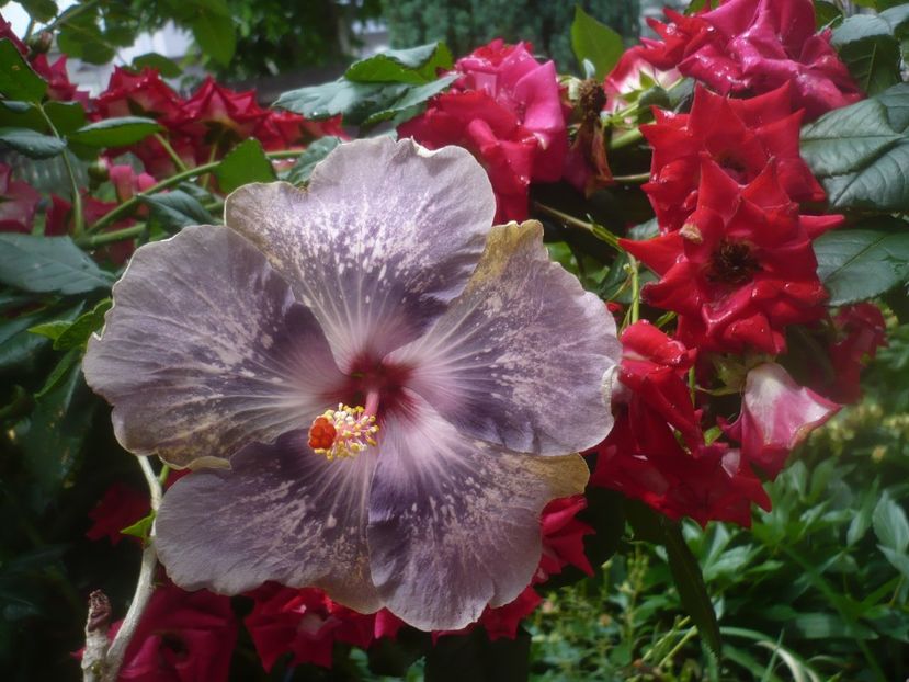 P1480656 - HIBISCUSI 2021-1