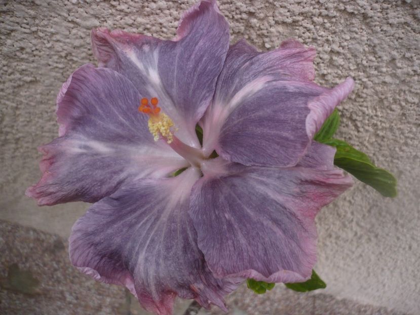 P1480640 - HIBISCUSI 2021-1