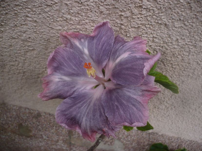 P1480641 - HIBISCUSI 2021-1