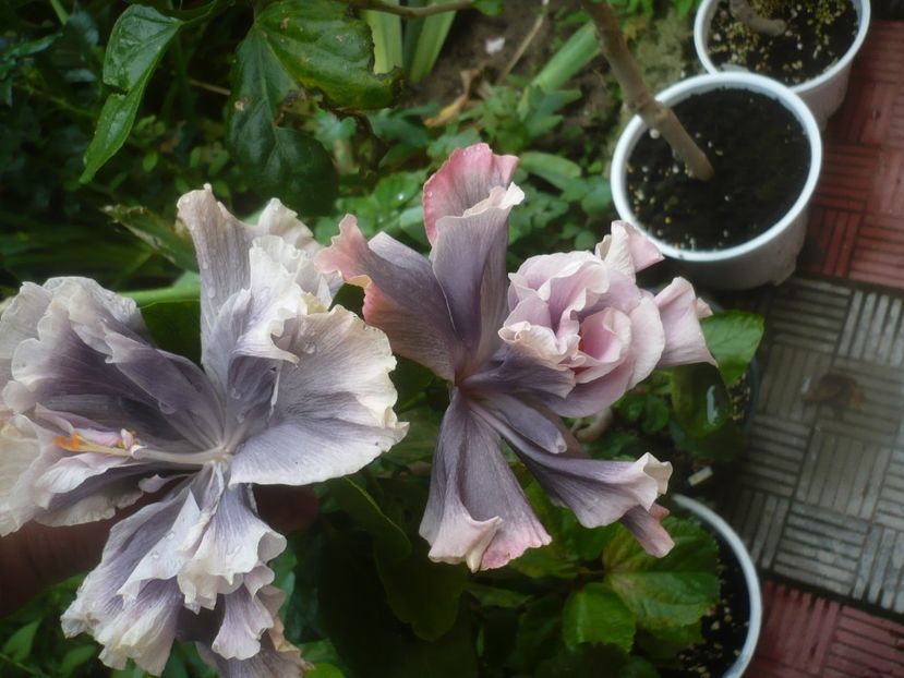 P1480642 - HIBISCUSI 2021-1