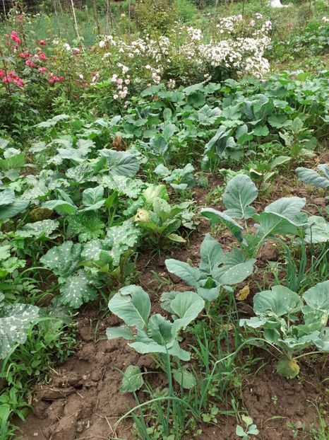  - Grădina de legume 2021