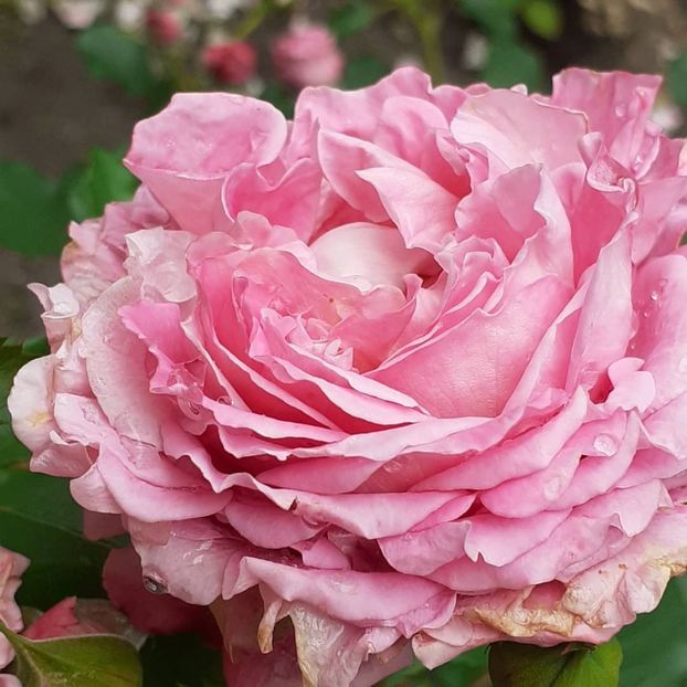  - Agnes 2021 - 2022-2023