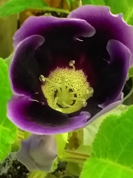 S - 9 - Gloxinii 2021