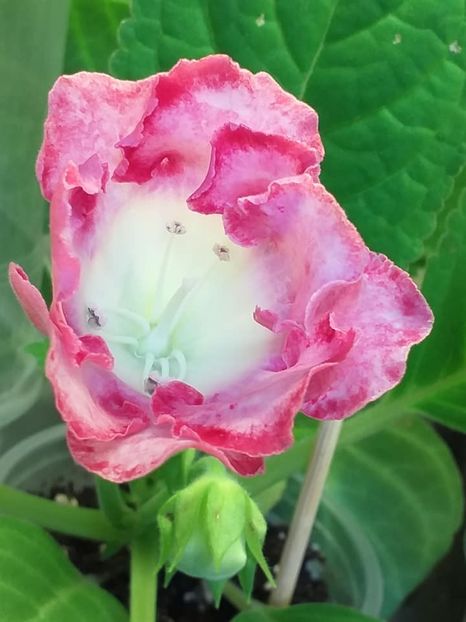 S - 17 - Gloxinii 2021