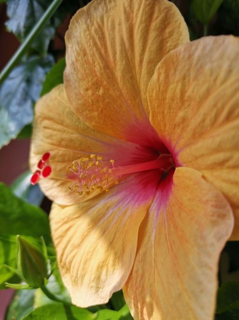  - Hibiscus 2015-2024
