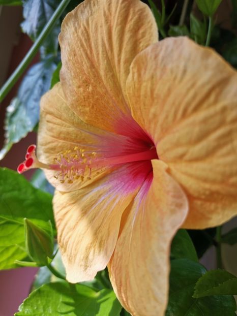  - Hibiscus 2015-2024