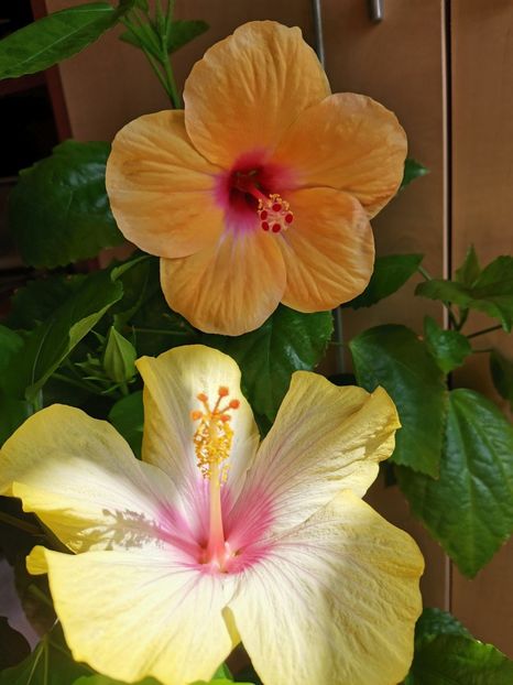  - Hibiscus 2015-2024