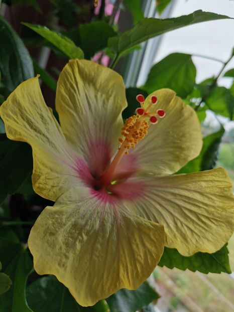  - Hibiscus 2015-2024