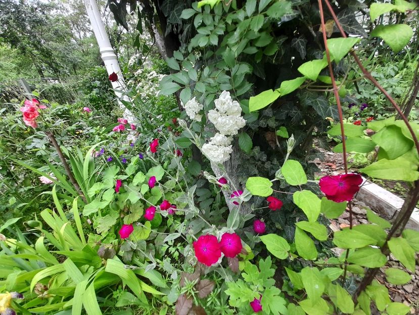  - Lychnis - Coronaria