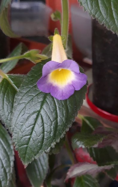  - R21 - BRID s ESTRELLA DE ORO