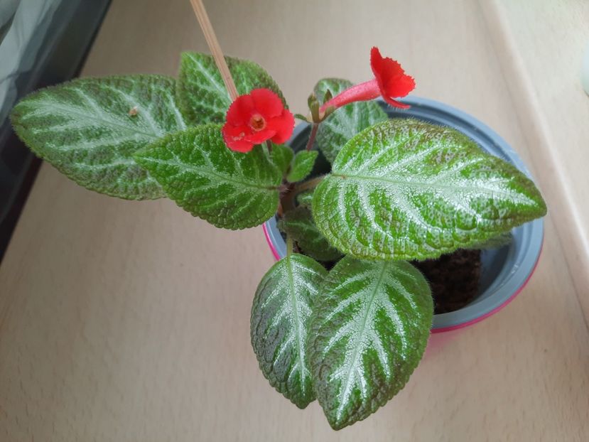 Iunie 2021 - FADED JADE