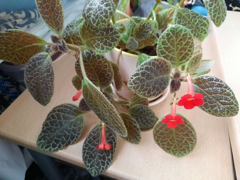 Iunie 2021 - TIGER STRIPE