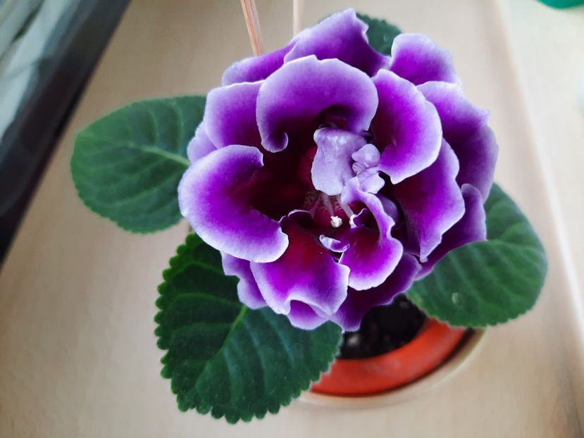 Iunie 2021 - ALLEGRO PURPLE