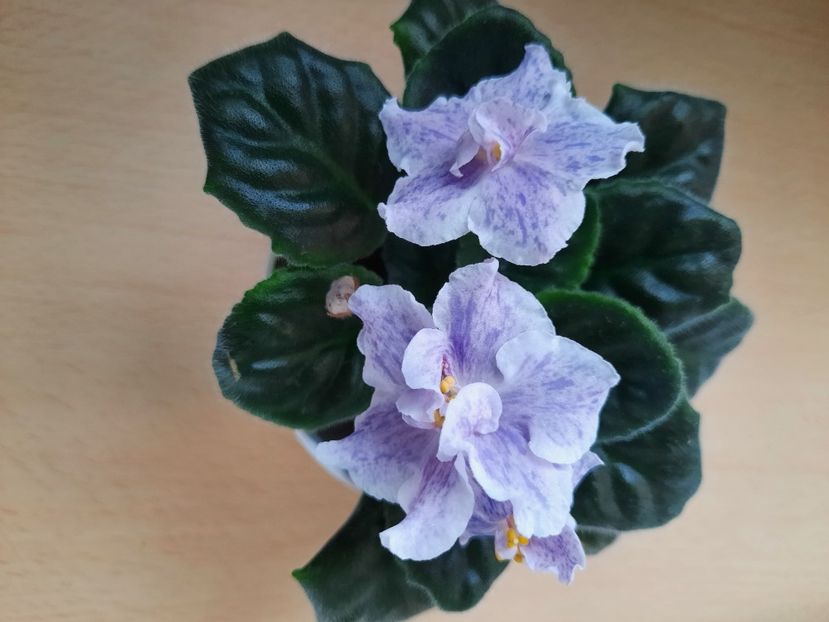 Iunie 2021 - RS NAYADA