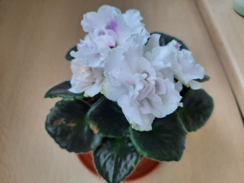 Iunie 2021 - RS DIKIJ LES