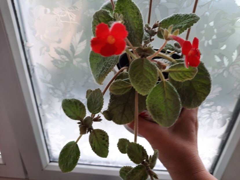 Iunie 2021 - JIM-S LEMON ZEST