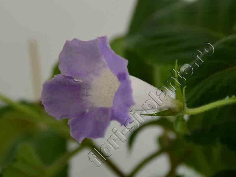 Sinningia Luci s Dual Soul - GLOXINIA-SINNINGIA _COLECTIA 2020_2021