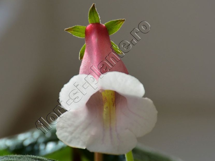 Sinningia Luci s Pink cloud - GLOXINIA-SINNINGIA _COLECTIA 2020_2024