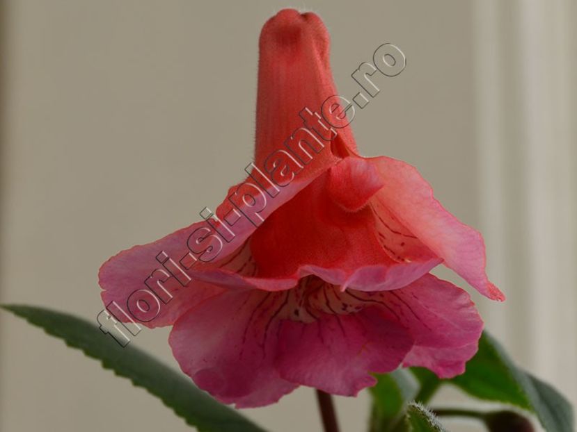 Sinningia EW s Hercules - GLOXINIA-SINNINGIA _COLECTIA 2020_2021