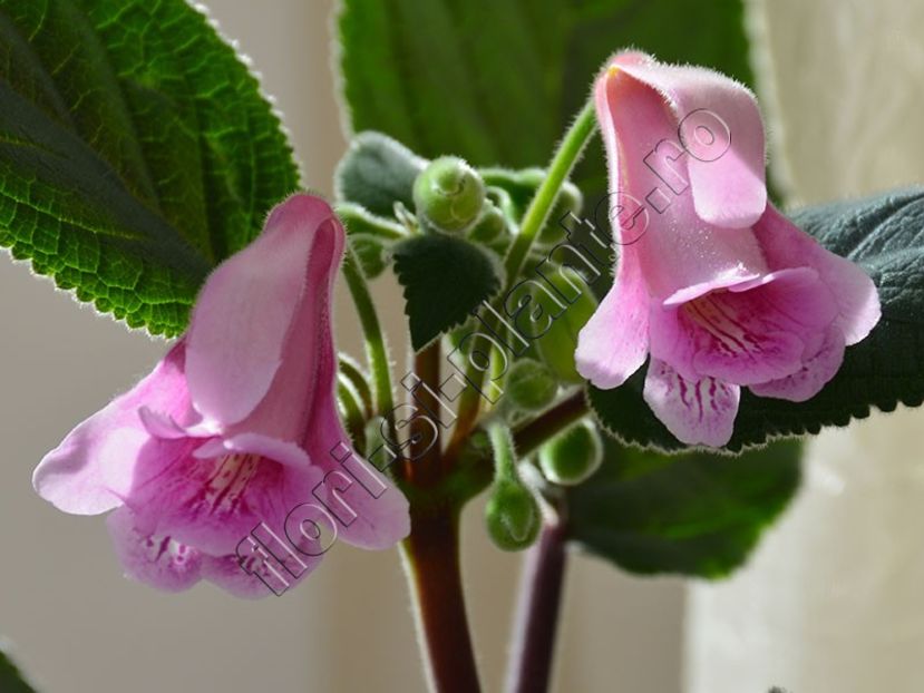 Sinningia Kevin Garnett - GLOXINIA-SINNINGIA _COLECTIA 2020_2024