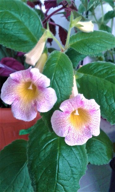  - colectia mea de achimenes 2021