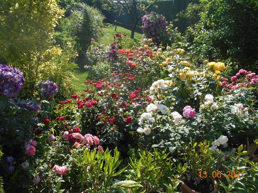  - 02 Trandafiri 2021