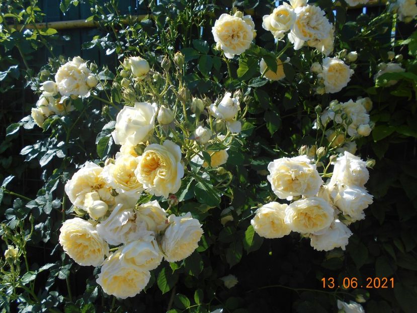  - 02 Trandafiri 2021