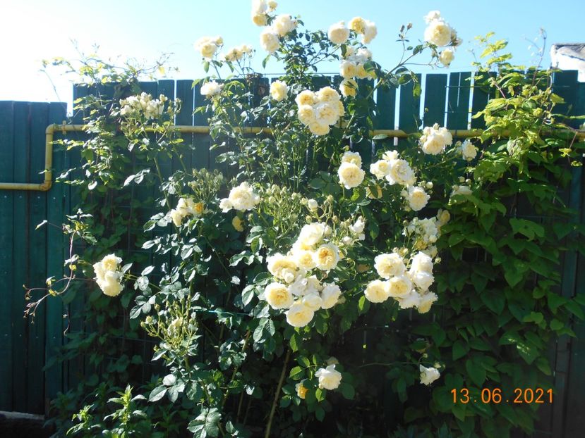  - 02 Trandafiri 2021