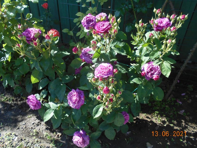  - 02 Trandafiri 2021