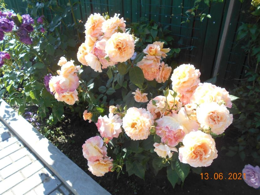  - 02 Trandafiri 2021