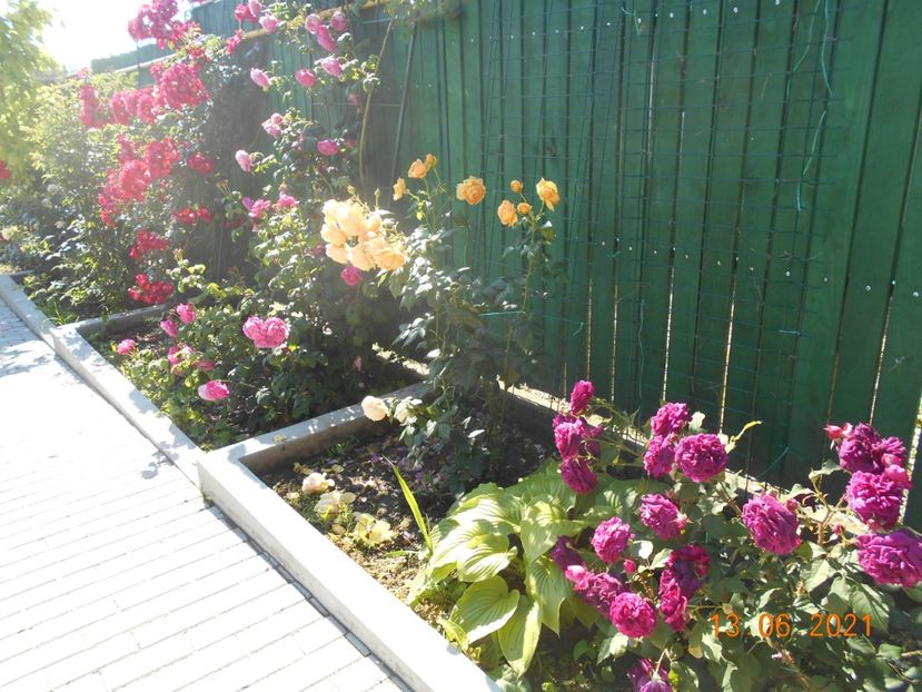  - 02 Trandafiri 2021