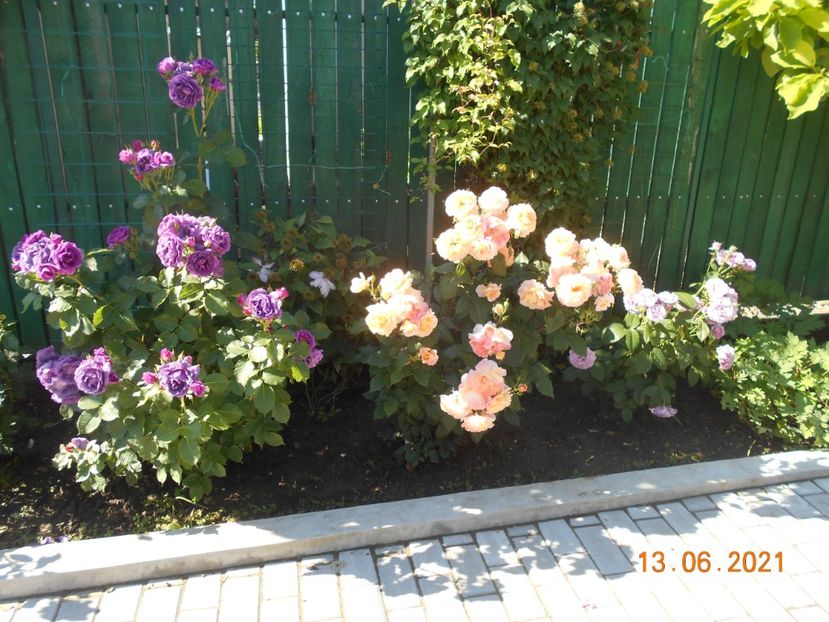  - 02 Trandafiri 2021