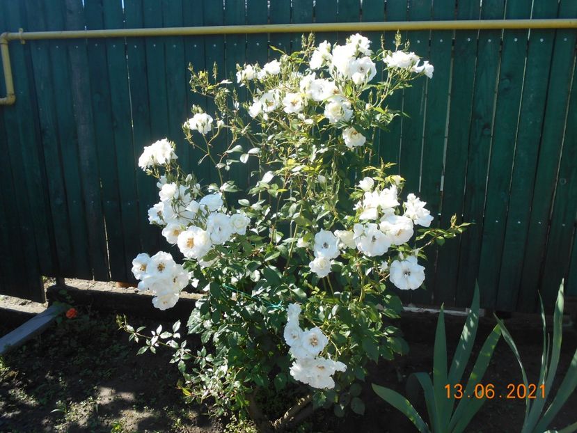  - 02 Trandafiri 2021