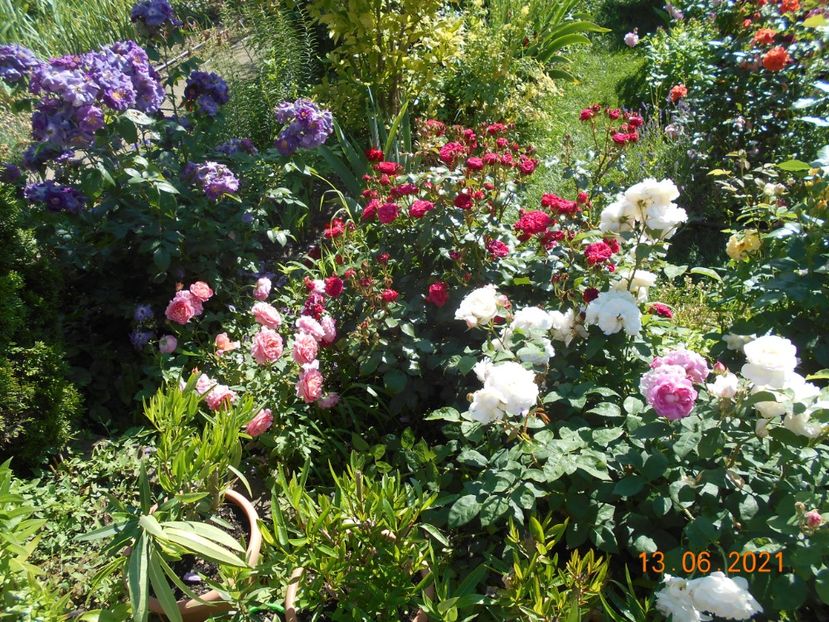  - 02 Trandafiri 2021