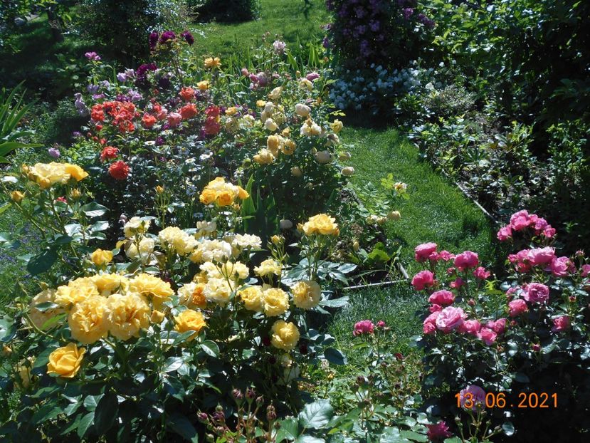  - 02 Trandafiri 2021
