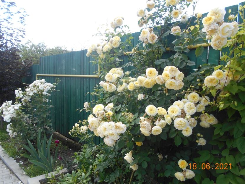  - 02 Trandafiri 2021