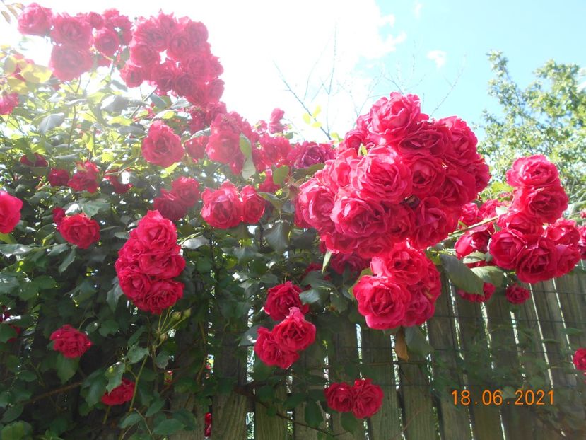  - 02 Trandafiri 2021