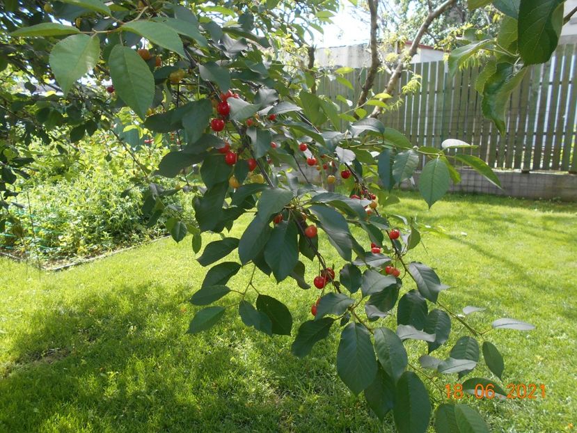  - 02 Gradina de legume 2021
