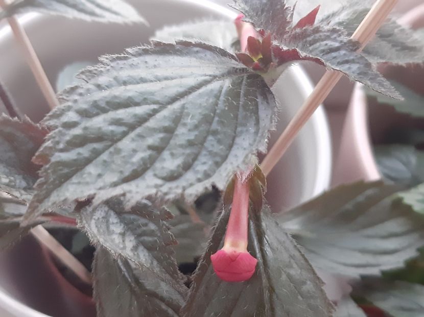 BriD_s Jurina - achimenes-2021