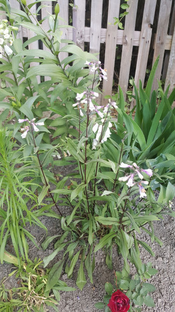 penstemon "dark towers" - Gradina si terasa PrimaLuce_8-Hello 2021