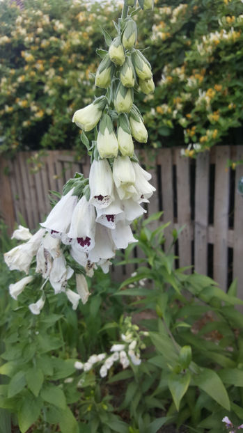 digitalis "pams choice" - Gradina si terasa PrimaLuce_8-Hello 2021