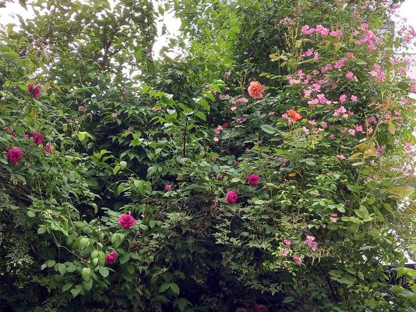  - Grădina 2021 continuare 2